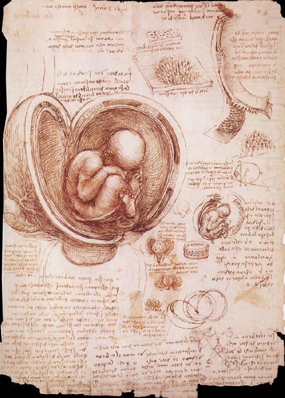 LEONARDO da Vinci The embryo in the Uterus china oil painting image
